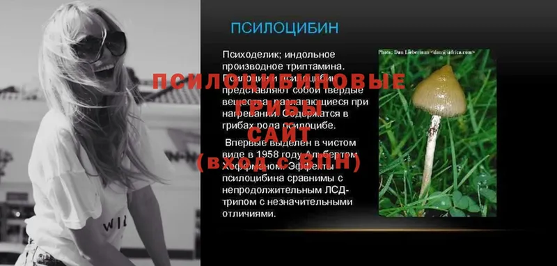 Псилоцибиновые грибы Psilocybe Похвистнево